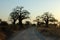 Big baobab silhouette, Tarangire National Park, Tanzania