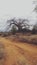 A big baobab tree in Africa