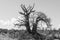 Big baobab tree growing surrounded by African Savannah. Black an