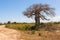 Big baobab tree surrounded by African Savannah with dirt track n