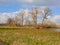 Big bare trees in a meadow in a sunny winter marsh