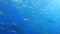 Big barracuda fish shoal in clean blue water - Underwater widlife