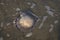 Big Barrel jellyfish near the coast close up