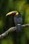 Big beak Chesnut-mandibled Toucan sitting on the branch in tropical rain with green jungle background