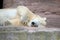 big bear icebear white lying in a zoo
