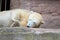 big bear icebear white lying in a zoo