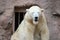 big bear icebear white lying in a zoo