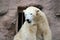 big bear icebear white lying in a zoo