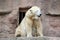 big bear icebear white lying in a zoo