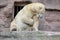 big bear icebear white lying in a zoo