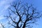 Big bear tree with branches directed to the clear blue sky