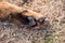 Big Beauceron dog paw close up background