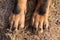 Big Beauceron dog paws close up background