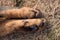 Big Beauceron dog paws close up background