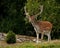 A big and beautiful 5 years male buck of Fallow deer in wood in Sweden