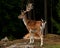 A big and beautiful 5 years male buck of Fallow deer in wood in Sweden