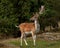 A big and beautiful 5 years male buck of Fallow deer in wood in Sweden