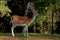 A big and beautiful 5 years male buck of Fallow deer in wood in Sweden