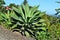 Big and beautiful agave attenuata