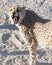 Big beautiful angry Cheetah showing his teeth, Etosha National Park, Namibia, Africa