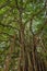 Big beautiful banyan tree