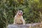 A big beautiful Bulldog in a forest