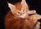 Big beautiful cat eyes. Closeup. Red solid maine coon kitten wit