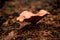 Big beautiful chanterelle mushroom growing in the autumn pine forest in the needles