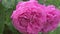 big beautiful cold pink color roses blossom bush in garden . macro footage