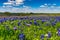 A Big Beautiful Colorful Wide Angle View of a Texas Field Blanketed with the Famous Texas Bluebonnets.