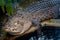 Big beautiful crocodile with closed eyes resting sleeps by the water.