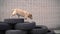 Big beautiful cute fat white guard Labrador runs an obstacle course on national competition of canine. Artificial obstacles made f