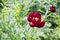 Big beautiful dark red faded garden peony