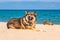 Big beautiful dogs are resting on the beach, lying on the sand on the beach