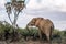 Big and beautiful elephant male outdoors in the african wilderness under a palm tree and cloudy skies.