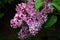 Big beautiful good bunch of purple lilac flower with green leave