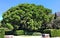 Big beautiful green coniferous tree Pinus canariensis, the Canary Island pine against the blue sky, plants, botany, beauty in