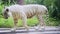 A big beautiful healthy Balinese white tiger with black stripes, listed in the Red Book, walks on tile in the zoo on a