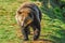 A big, beautiful and healthy grizzly bear walks atop a grassy riverbank