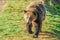 A big, beautiful and healthy grizzly bear walks atop a grassy riverbank