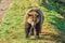 A big, beautiful and healthy grizzly bear walks atop a grassy riverbank