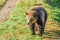 A big, beautiful and healthy grizzly bear walks atop a grassy riverbank
