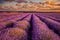 Big beautiful lavander field in the morning with eolian turbines