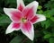 Big beautiful lily. Gorgeous pink and white lily on a flower bed .