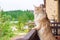 Big beautiful Maine Coon cat standing on the balcony and watching what`s going on outside