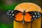 Big Beautiful Orange Butterfly