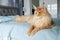 A big beautiful orange Maine Coon Cat lies on the bed in the room