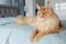 A big beautiful orange Maine Coon Cat lies on the bed in the room