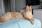 A big beautiful orange Maine Coon Cat lies on the bed in the room