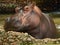 Big, beautiful and peaceful hippo in the water posing for photo